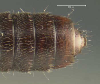 Media type: image;   Entomology 24072 Aspect: abdomen ventral view